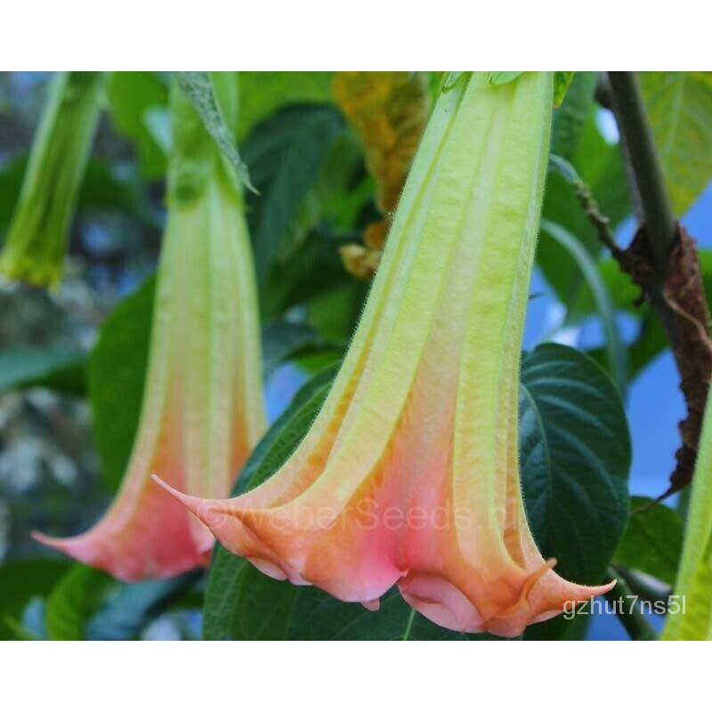 เมล็ด ใหม่็ด 30 ใหม่ ใหม่็ด ใหม่ เพาะเพาะระฆัง เพาะลำโพง แตรนางฟ้า Datura metel L. Angel Trumpet See