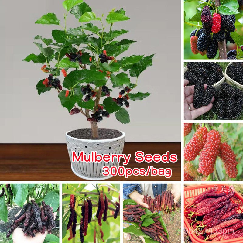 เมล็ด ใหม่็ด คุณภาพสูง หวาน อร่อย 300ใหม่็ด/เพาะ มัลเบอร์รี่ ใหม่ Dwarf Hybrid Mulberry Fruits Seeds for Gar ผักบุ้