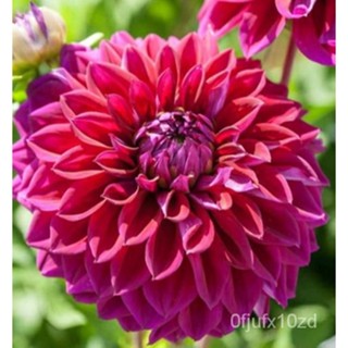 เมล็ด ใหม่็ด 1 หัว/ออเดอร์ รักเร่ Dahlia Flower Bulb สายใหม่ Diva หัวรักเร่ เพาะไม้ หัวหน่อ เหง้า นำเข้า เนเ ผั