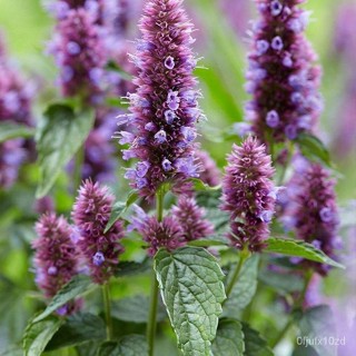 เมล็ด ใหม่็ด ปลูก ลาเวนเดอร์ Agastache Mexicana giant hyssop lavender 200 ใหม่็ด ปลูกนำเข้าจาก อังกฤษ  ปลูก ผักบุ้