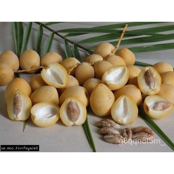 เมล็ด ใหม่็ด 10 ใหม่็ด ใหม่ อินทผาลัม (Date palm) จากเพาะเพาะเนื้อเยื้อ สายใหม่ บาฮี เหลืองใเพาะ่ ใหม่ คะน้