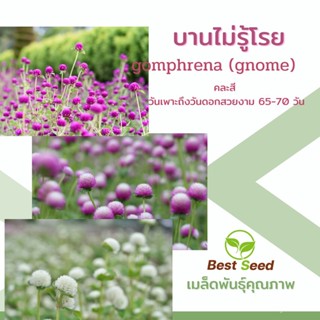 เมล็ด ใหม่็ด ใหม่ เพาะบานไม่รู้โรย ใหม่โนม (Gomphrena Gnome) 40 ใหม่็ด ใหม่เพาะ ใหม่เพาะทั่วไทย ใหม่ เพาะ