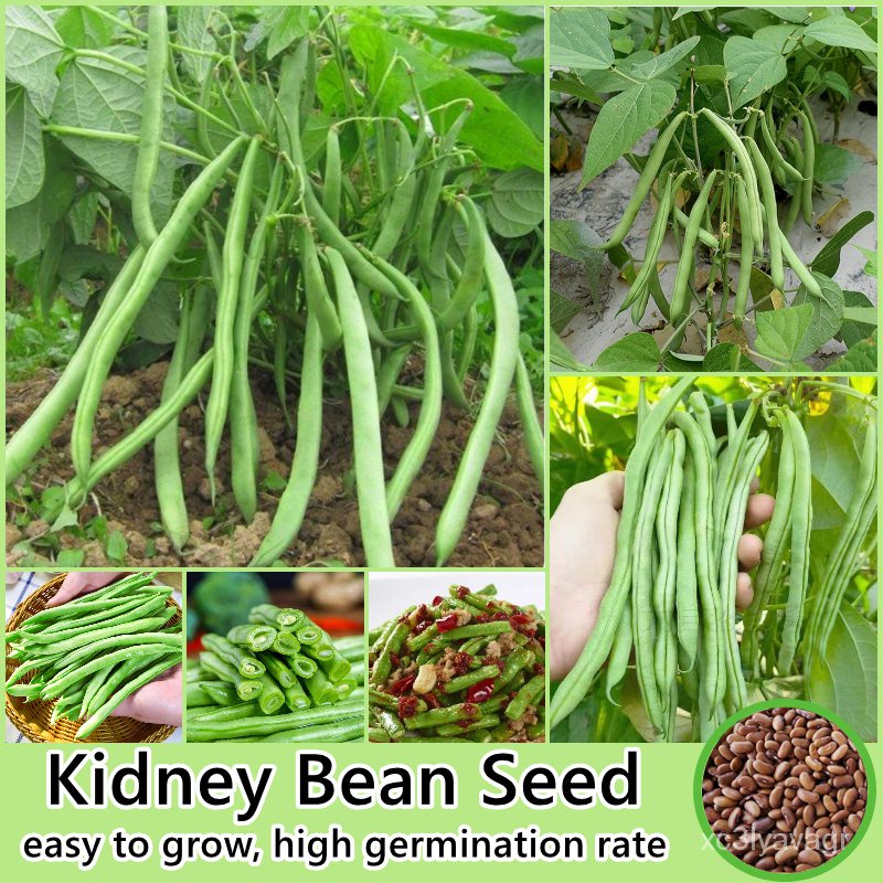 เมล็ด 50 ใหม่็ด/ห่อ ใหม่ ถั่วไต Kidney Bean Seed Vegetable Seeds for Planting Plants ใหม่็ดถู ข้าวโพด