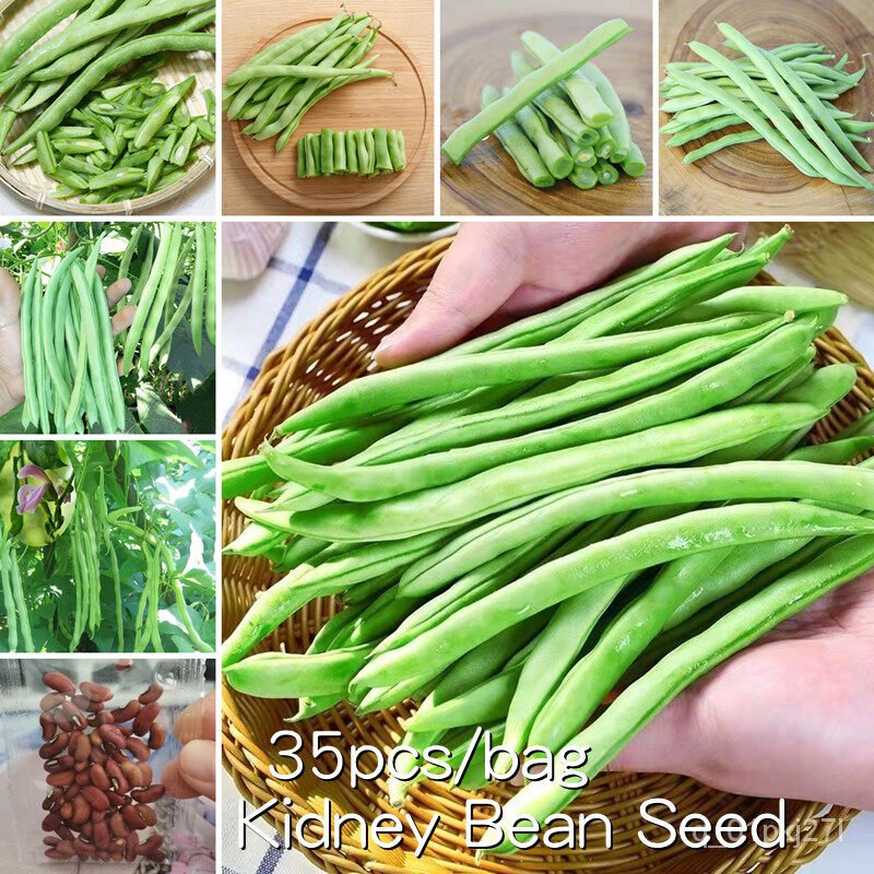 เมล็ด เมล็ด อินทรีย์เพาะ อินทรีย์เพาะทั้งปี 35เมล็ด อินทรีย์ ถั่วไต Kidney Bean Seed Vegetable See ผักบุ้