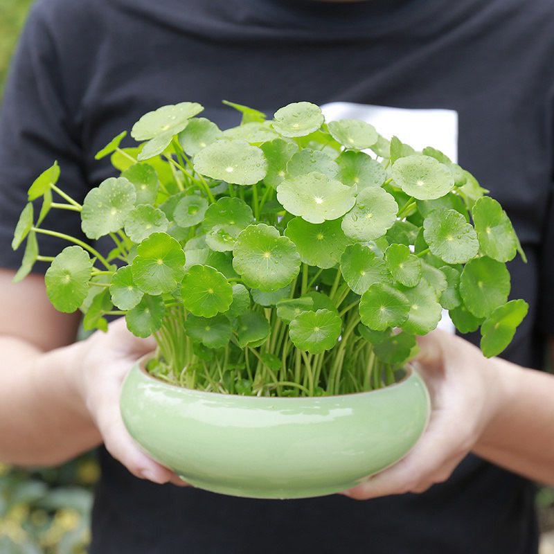 🌹🍀🌺หญ้าทองแดง Pilea เมล็ดบอนไซเมล็ดพืชกระถาง hydroponic ชุดดอกไม้เมล็ดพืชสดพืชในร่มพืชน้ำ