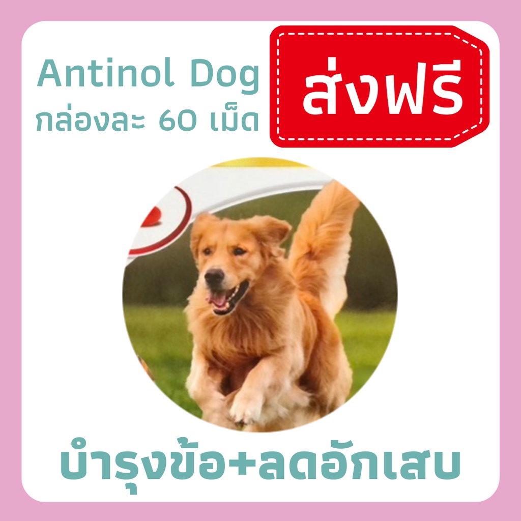 Antinol dog อาหารเสริมบำรุงข้อสำหรับสุนัข