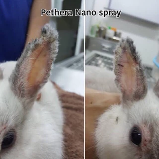 สเปรย์ Pethera ดูแลผิวหนังสัตว์เลี้ยง สุนัขขนร่วง แมวขนร่วง เรื้อน เชื้อรา คัน เกา ขนร่วง เชื้อราแมว ชูก้า