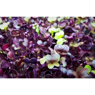 ไมโครกรีนOrganic Purple Radish 5 g. พร้อมวิธีการปลูก เมล็ดนำเข้าสีตรงปก