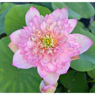 5 เมล็ด เมล็ดพันธุ์บัว บัวนอก สายพันธุ์ pink multi-petal สีชมพู ขาว บัวจักรพรรดิ์