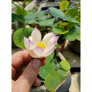 5 เมล็ดพันธุ์บัว บัวนอก สายพันธุ์ Sing Birdie Sing สีขาว อมชมพู บัวแคระ MicroLotus บัวจักรพรรดิ์