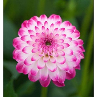 1 หัว /ชุุด เหง้า ต้นรักเร่ Dahlia สายพันธุ์ Pink Ice สีม่วง หัวรักเร่ ดอกรักเร่ รักแรกพบ เฟิร์สเลิฟ