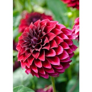 1 หัว /ชุุด เหง้า ต้นรักเร่ Dahlia สายพันธุ์ Black Fire สีแดง หัวรักเร่ ดอกรักเร่ รักแรกพบ เฟิร์สเลิฟ