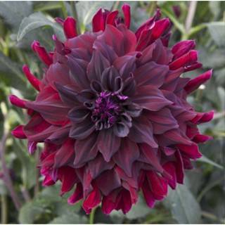 1 หัว /ชุุด เหง้า ต้นรักเร่ Dahlia สายพันธุ์ semi-cactus สีแดง หัวรักเร่ ดอกรักเร่ รักแรกพบ เฟิร์สเลิฟ