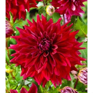 1 หัว /ชุุด เหง้า ต้นรักเร่ Dahlia สายพันธุ์ Babylon สีแดง หัวรักเร่ ดอกรักเร่ รักแรกพบ เฟิร์สเลิฟ