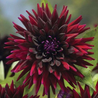 1 หัว /ชุุด เหง้า ต้นรักเร่ Dahlia สายพันธุ์ Black Wizard สีแดง หัวรักเร่ ดอกรักเร่ รักแรกพบ เฟิร์สเลิฟ