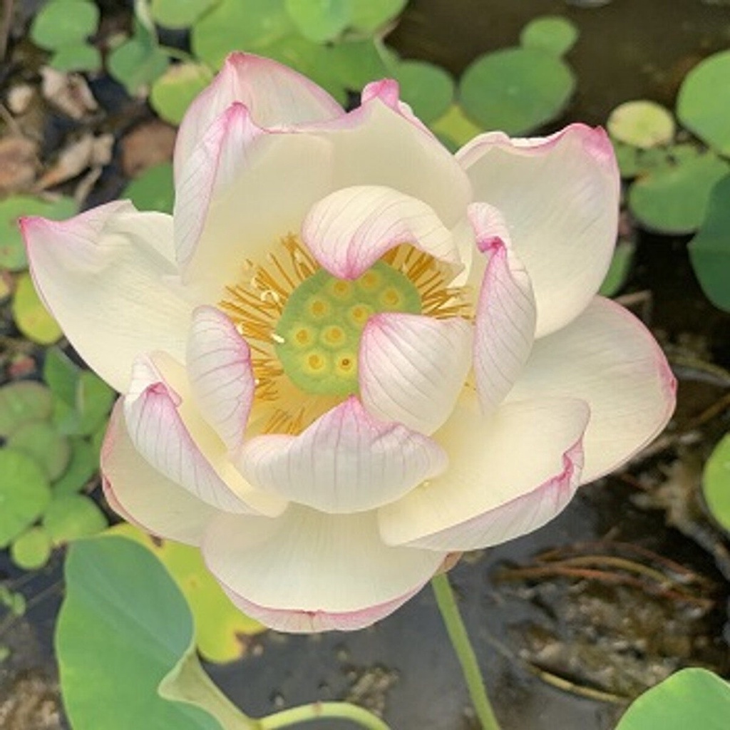 5 เมล็ดพันธุ์ บัว สายพันธุ์ Chawan Lotus สีชมพูขาว