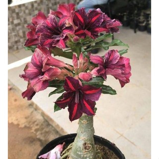 5 เมล็ดพันธุ์ ชวนชม ลูกผสมไฮบริด สายพันธุ์ M Marleny สีม่วง กุหลาบทะเลทราย Adenium seed