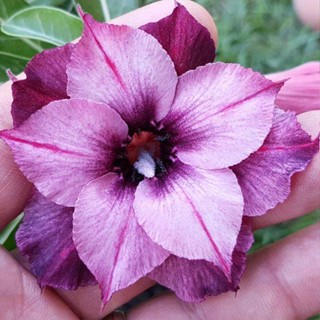 5 เมล็ดพันธุ์ ชวนชม ลูกผสมไฮบริด สายพันธุ์ Maree สีม่วง กุหลาบทะเลทราย Adenium seed