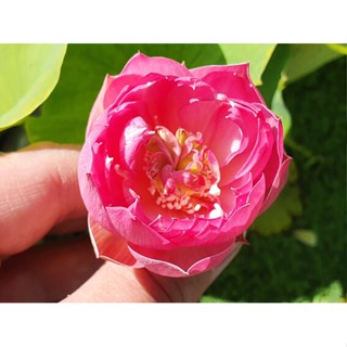 3 เมล็ดพันธุ์ บัว บัวสวยงาม บัวอ่าง บัวจิ๋ว บัวแคระ สายพันธุ์ Jiangnan สีชมพู พิงค์ Lotus Seeds