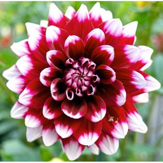 35 เมล็ด เมล็ดพันธุ์ Dahlia Duet สายพันธุ์ยุโรป ดอกรักเร่  ดอกใหญ่  Dahlia