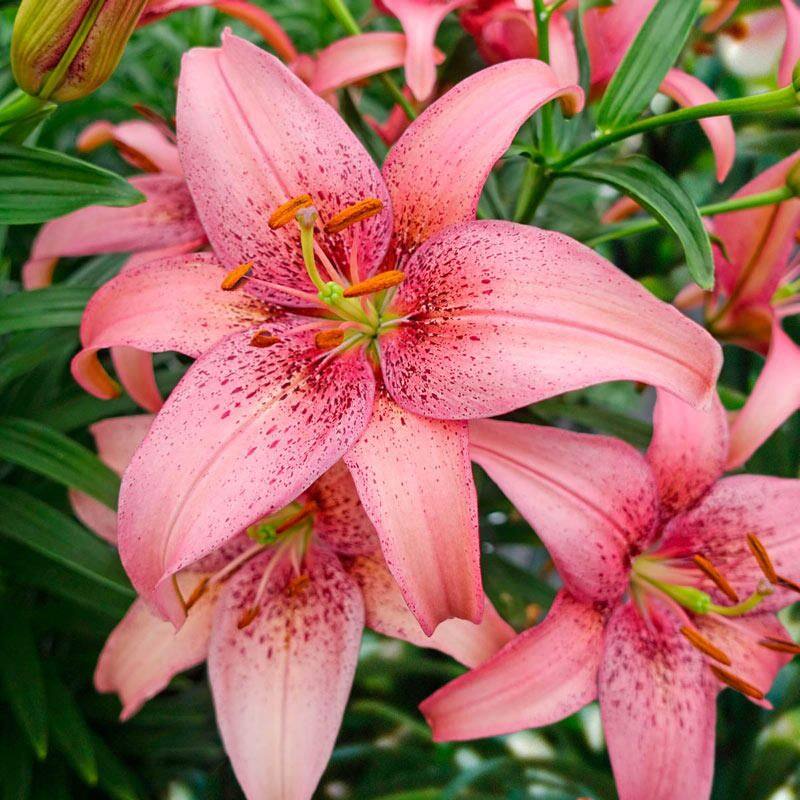 20 เมล็ด ดอกลิลลี ลิลลี่ สีชมพู Lily Lilies Lilium spp สัญลักษณ์แห่งความรัก