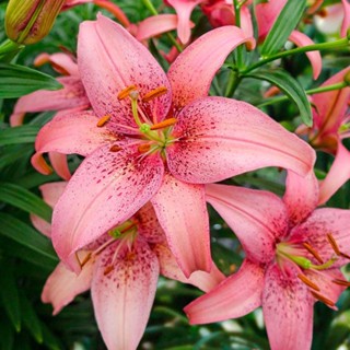 20 เมล็ดพันธุ์ ต้นดอกลิลลี ดอกลิลลี่ Lily . Lilies (Lilium spp.) เป็นดอกไม้ ที่แทนสัญลักษณ์แห่งความรัก