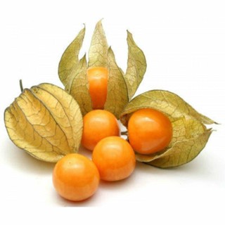 20 เมล็ดพันธุ์ เมล็ด เคพกูสเบอร์รี่ บางคนเรียกว่า “โทงเทงฝรั่ง” Cape Gooseberry