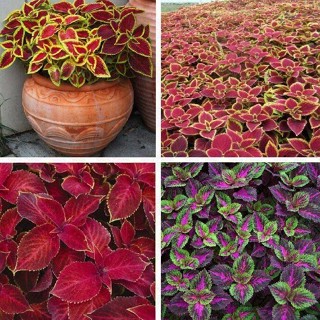 100 เมล็ดพันธุ์ เมล็ด ฤษีผสม  เป็นไม้พุ่มโตเร็ว ใบมีหลายสี Plectranthus scutellarioides (Coleus)