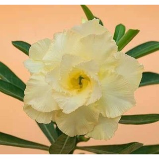 10 เมล็ด เมล็ดพันธุ์ ชวนชม สายพันธุ์ไต้หวัน สีเหลือง Adenium กุหลาบทะเลทราย Desert Rose ราชินีบอนไซ