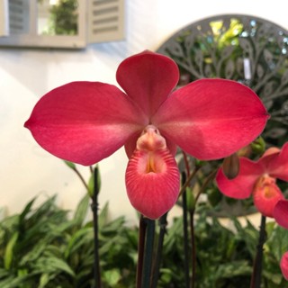 30 เมล็ดพันธุ์ เมล็ดกล้วยไม้ กล้วยไม้ กล้วยไม้เอื้อง (Phragmipedium Orchids) Orchid flower