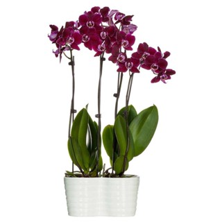 30 เมล็ดพันธุ์ เมล็ดกล้วยไม้ ฟาแลนนอปซิส (Phalaenopsis Orchids) Orchid flower