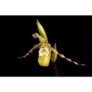 30 เมล็ดพันธุ์ เมล็ดกล้วยไม้ กล้วยไม้ กล้วยไม้เอื้อง (Phragmipedium Orchids) Orchid flower