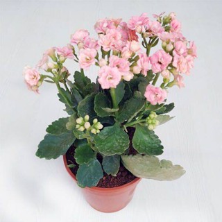 30 เมล็ดพันธุ์ เมล็ด กุหลาบหินดอกซ้อน ไม้อวบน้ำ กุหลาบหิน Kalanchoe blossfeldiana