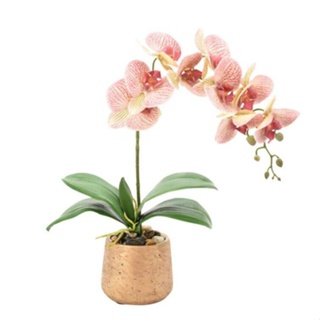 30 เมล็ดพันธุ์ เมล็ดกล้วยไม้ ฟาแลนนอปซิส (Phalaenopsis Orchids) Orchid flower