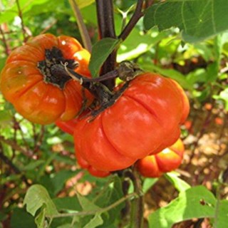 20 เมล็ดพันธุ์ เมล็ด มะเขือพวง มะเขือเปราะ สีแดง RED RUFFLED Eggplant