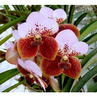 30 เมล็ดพันธุ์ เมล็ดกล้วยไม้ ฟาแลนนอปซิส (Phalaenopsis Orchids) Orchid flower