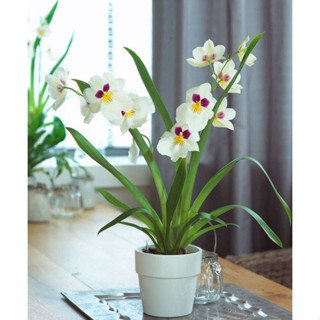 30 เมล็ดพันธุ์ เมล็ดกล้วยไม้ กล้วยไม้มิลโทนอปซิส (Miltonopsis Orchids) Orchid flower