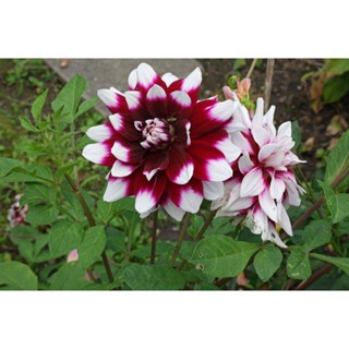 35 เมล็ด เมล็ดพันธุ์ Mystery Dahlia สายพันธุ์ยุโรป ดอกรักเร่  ดอกใหญ่  Dahlia