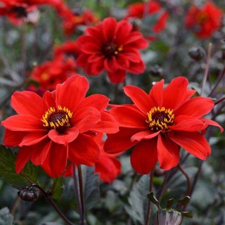 35 เมล็ด เมล็ดพันธุ์ Dahlia Bishop of Llandaff สายพันธุ์ยุโรป ดอกรักเร่  ดอกใหญ่  Dahlia