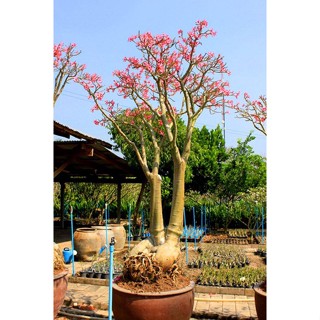 เมล็ด ชวนชม Desert Rose สายพันธุ์ยักษ์ญี่ปุ่น : ชวนชม Desert Rose ยักษ์ญี่ปุ่นดั้งเดิม