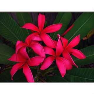 20 เมล็ด ลีลาวดี Frangipani , Pagoda Tree, Hawaii Plumeria สายพันธุ์ Japanese Lantern สีบานเย็น