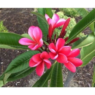 20 เมล็ด ลีลาวดี Frangipani , Pagoda Tree, Hawaii Plumeria สายพันธุ์ Rainbow noid สีแดง