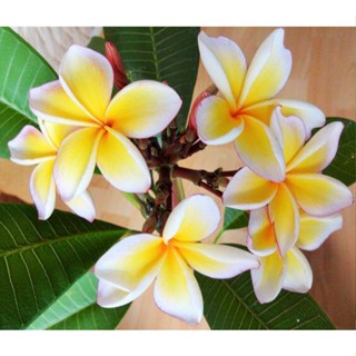 20 เมล็ด ลีลาวดี Frangipani , Pagoda Tree, Hawaii Plumeria สายพันธุ์ California Sunset สีเหลือง