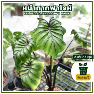 ต้นฟาโรห์ โคโลคาเซียหน้ากากฟาโรห์ (Colocasia Pharaoh’s Mask) ส่งฟรี