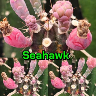 เมล็ด Seahawk เก็บใหม่ๆสดๆจากในสวน