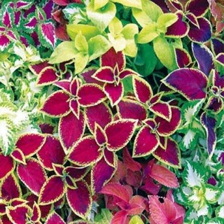 50 เมล็ด เมล็ดพันธุ์ ฤาษีผสม Coleus Seed เปอร์เซ็นการงอก  80-90% มีคู่มือปลูก