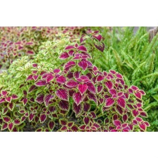 50 เมล็ด เมล็ดพันธุ์ ฤาษีผสม Coleus Seed เปอร์เซ็นการงอก  80-90% มีคู่มือปลูก