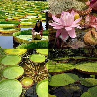 10 เมล็ด เมล็ดพันธุ์ บัววิกตอเรีย (Victoria waterlily.) บัวกระด้งยักษ์ มีคู่มือการเพาะให้ อัตราการงอกประมาณ 80%