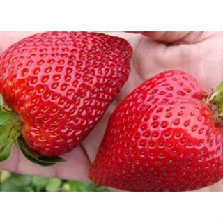 เมล็ดสตอเบอร์รี่ ของแท้ 100 % 20 เมล็ด (Fem Strawberry) งอกไว เพาะไม่ยาก อัตราการงอก 70-80 % มีพร้อมคู่มือการเพาะ