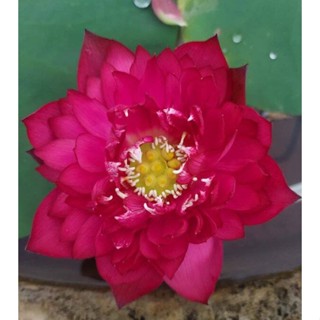 10 เมล็ดบัว สายพันธุ์ Red Happiness Lotuses Flower Seeds สีแดง บัวหลวงนอก บัวสาย บัวไหว้พระ ดอกใหญ่ ประดับบ้าน ตกแต่งสวน